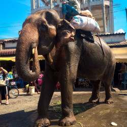Slon v tržnici